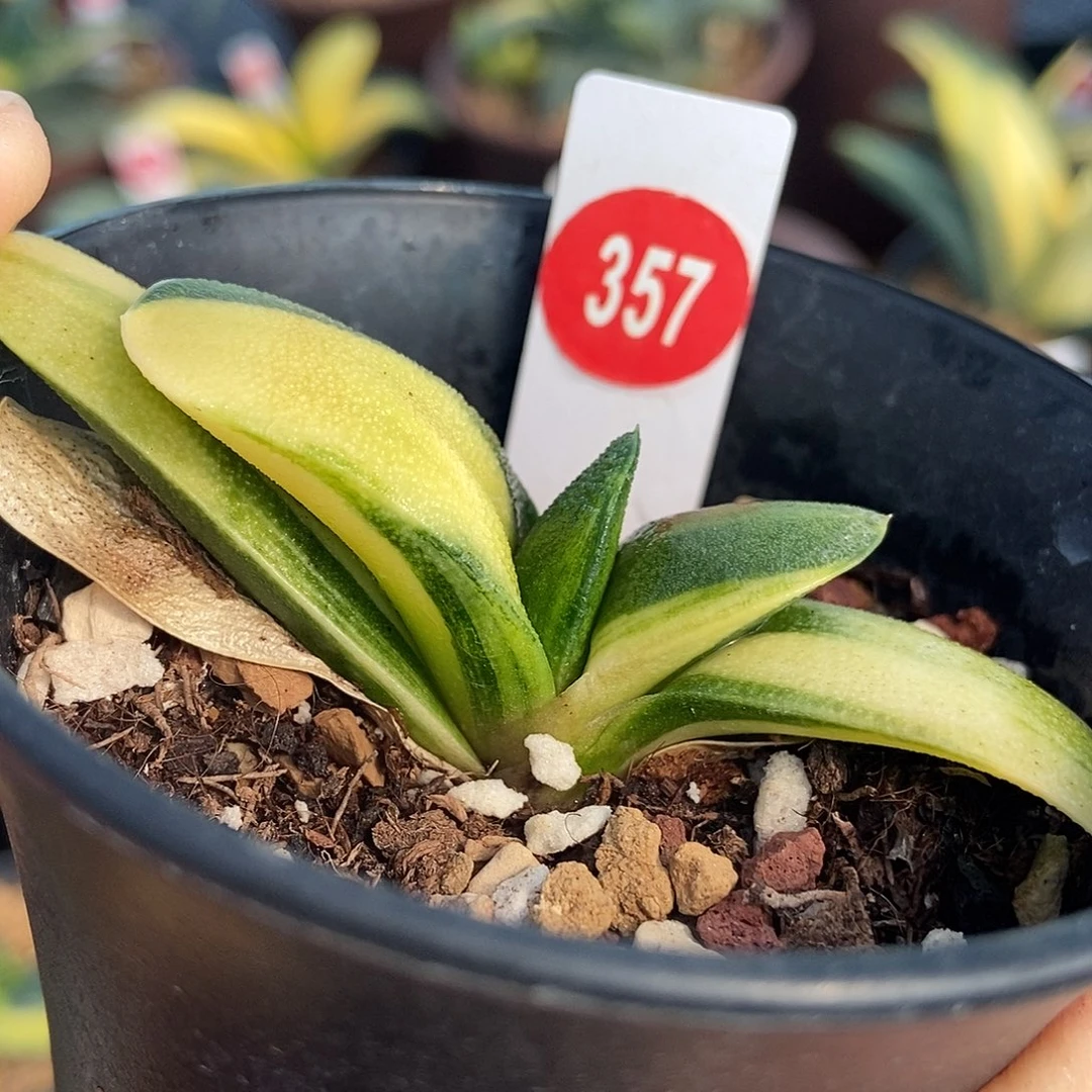 花***虫357实生达摩春莺转锦带盆发货