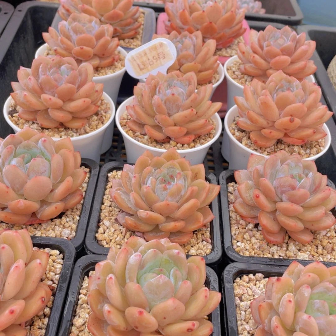 量拍9号 冰透雪天使梦露大单头一个