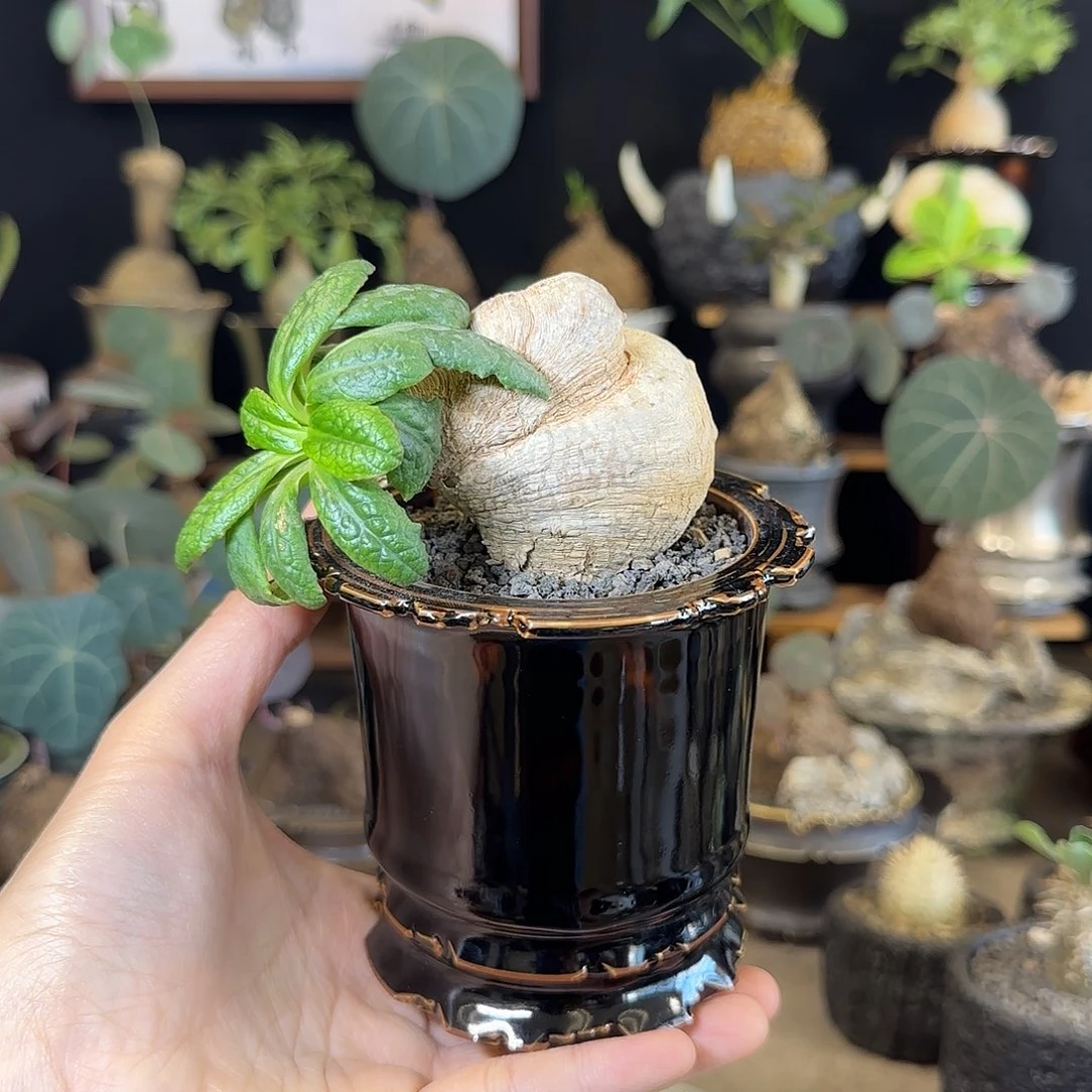 一物一拍樱花大戟29