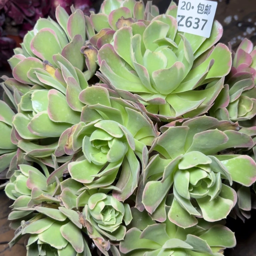 637粉水晶，满20包邮