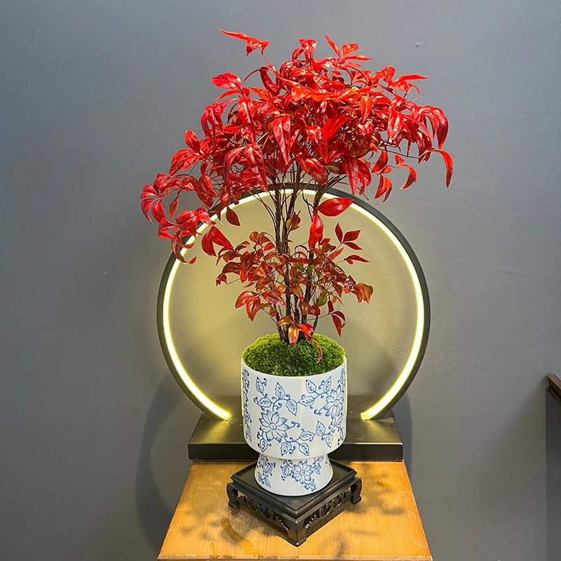 过年装饰新年绿植年宵花丛林火焰南天竹盆景越冷越红室内精致植物