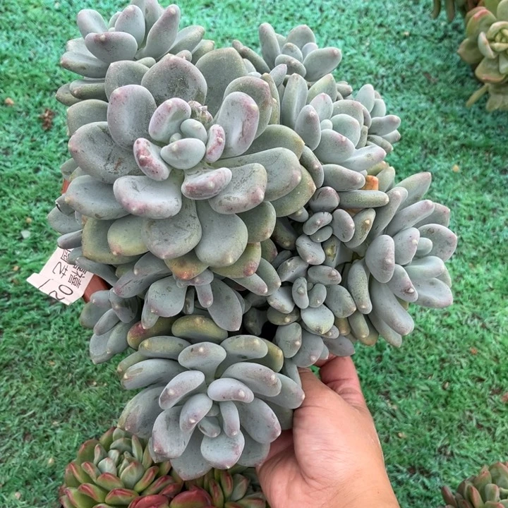 024咖啡美人多肉植物