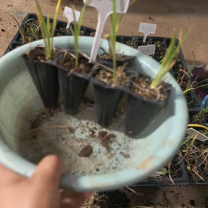 当前无花栽培后可以开花50（5棵翡翠梦）