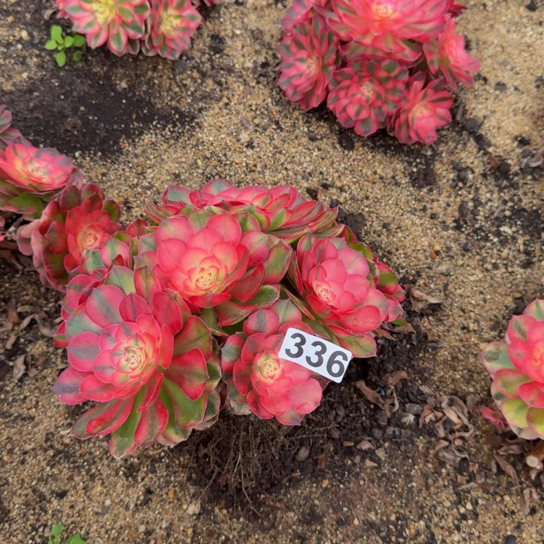 336多肉植物荔枝多肉