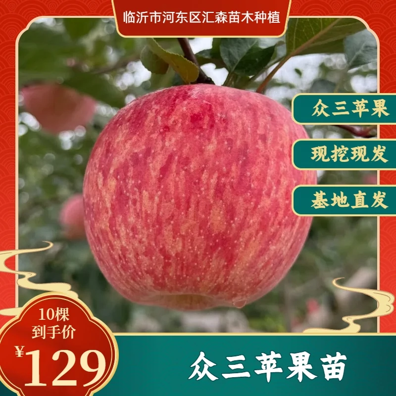 乔化众成三号苹果树苗