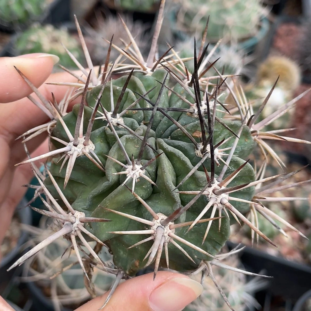 【闪购商品】狂风冒根芽6666