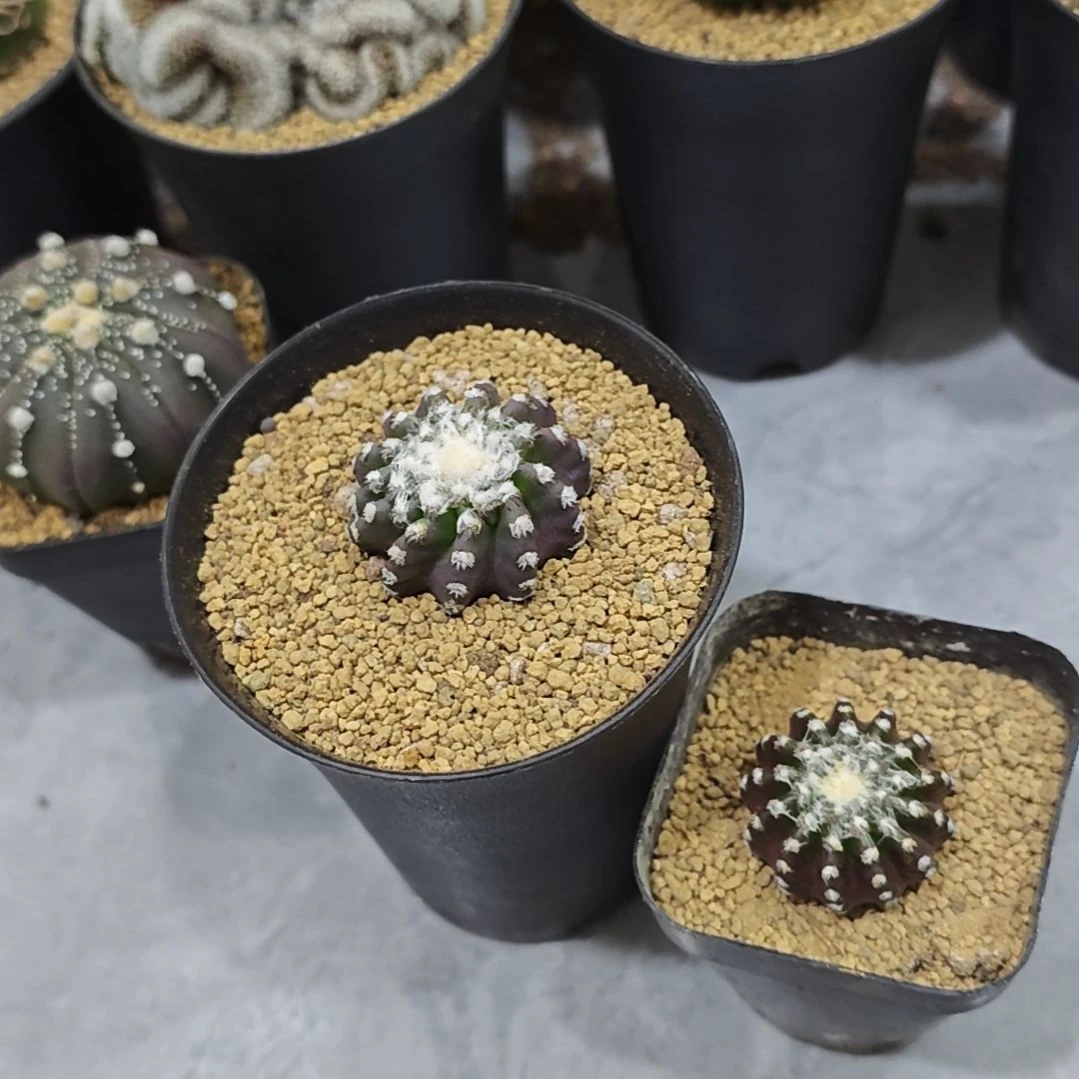 实生根紫皮奇特球
