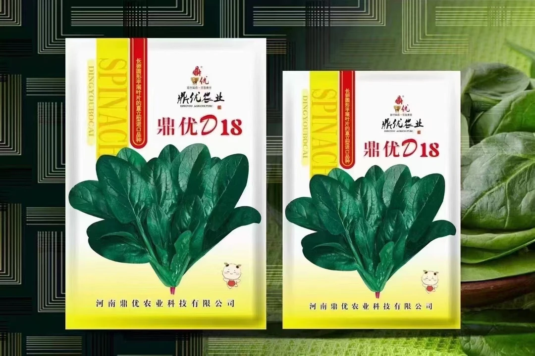 春秋越冬品种，鹅卵叶菠菜，颜色油亮，抗逆性强，产量高蔬菜菜种子