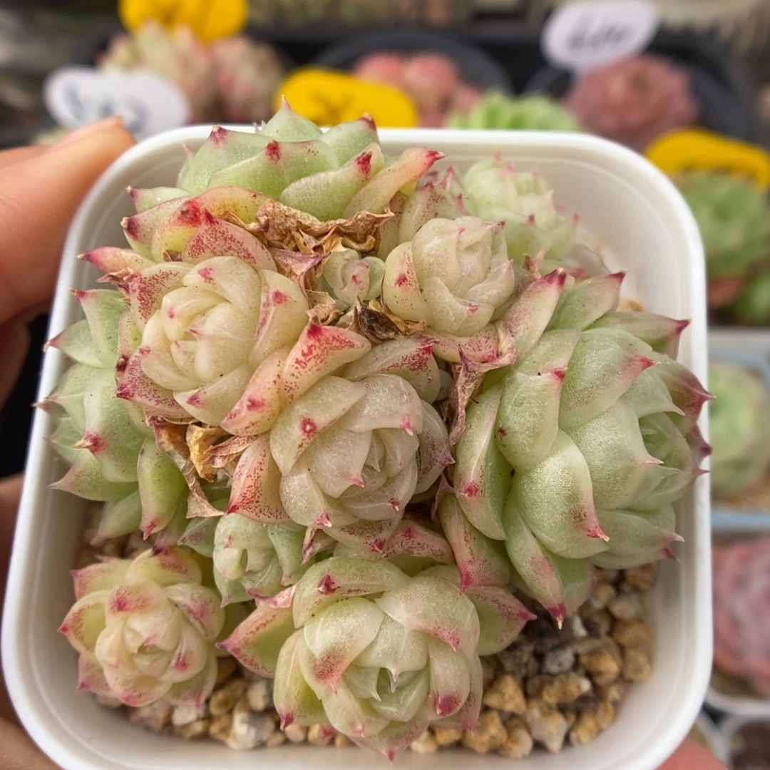 蜜蜡麦秆群生921号。