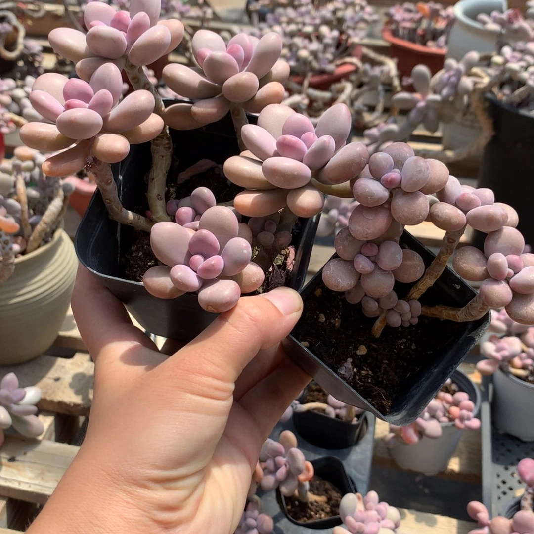 桃蛋老桩两颗10号