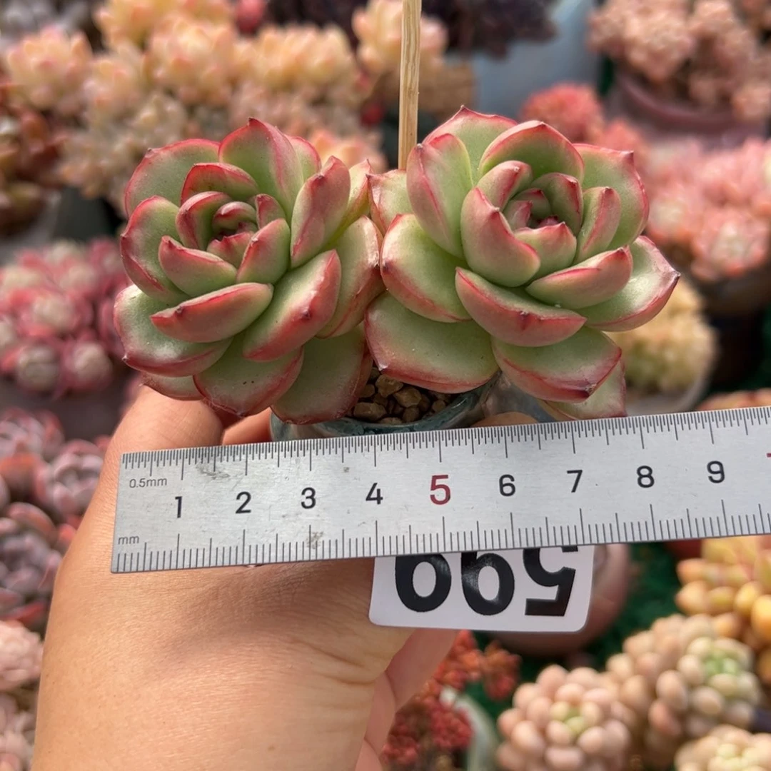 ?****?599 多肉植物组合盆栽