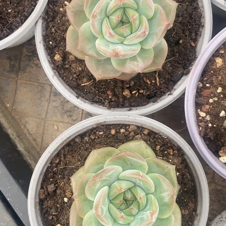 红鸾 多肉植物两颗