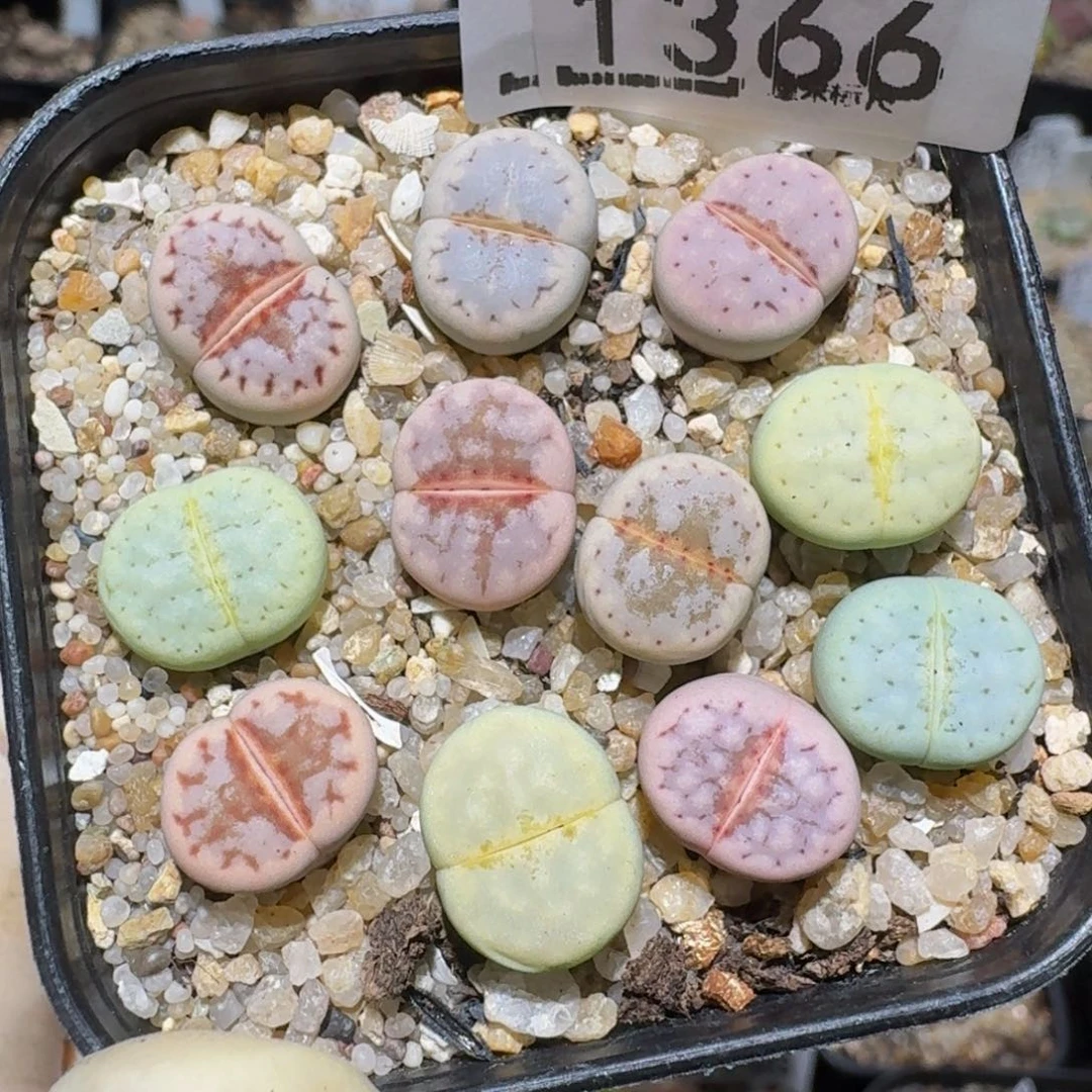 zzzz精品生石花1366