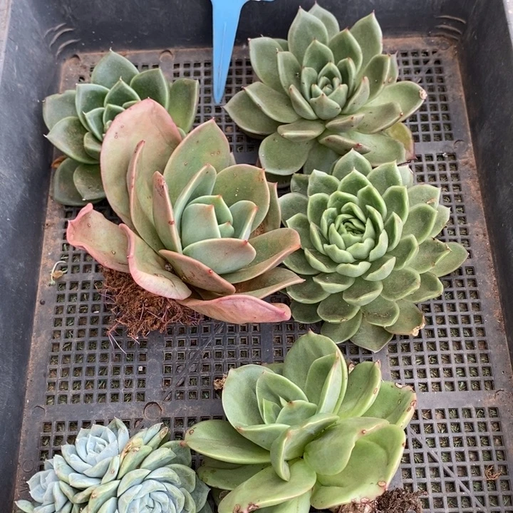 巧***玲D208- 直播福利 框拍