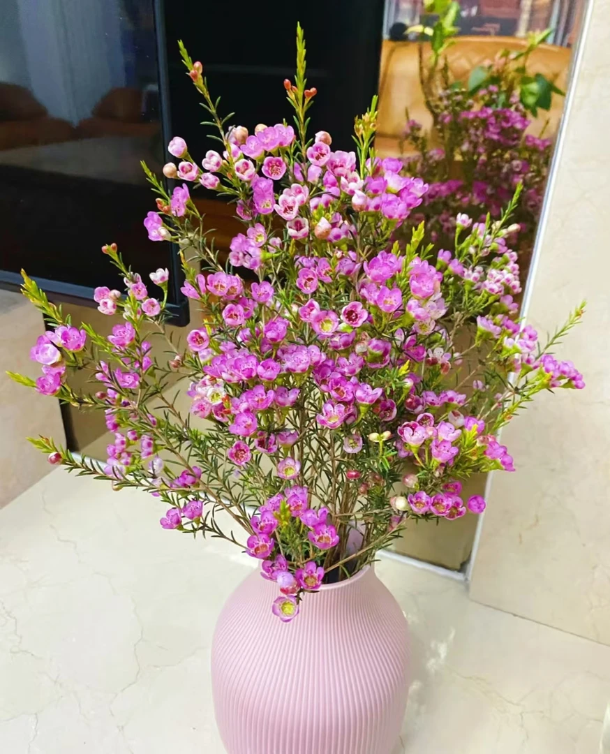 【源头一手价】 A级澳洲进口粉色腊梅一大把批发花店摆地摊基地直发