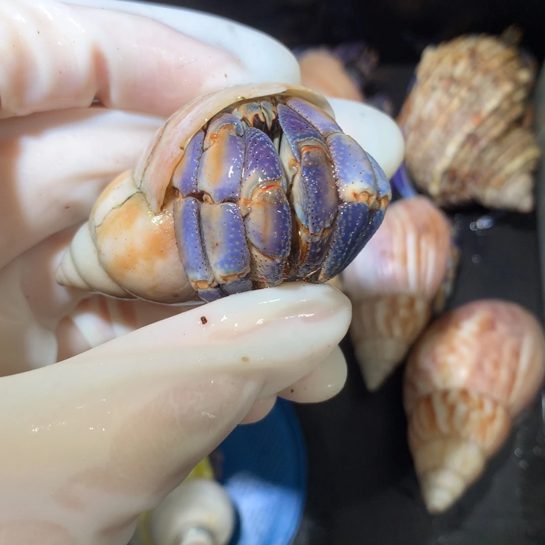 3.0紫橘紫陆不退不换