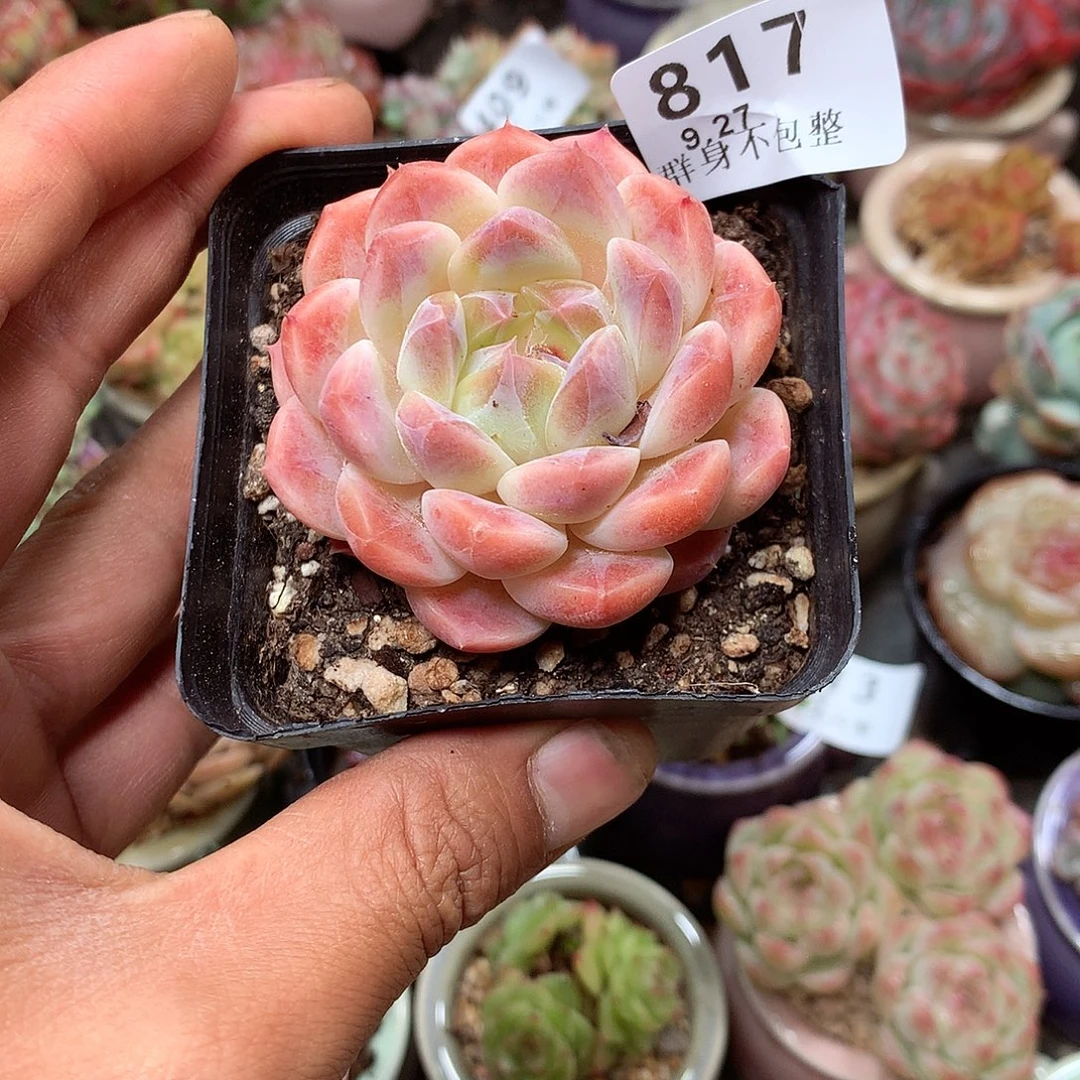 精控拇指盆9.27817