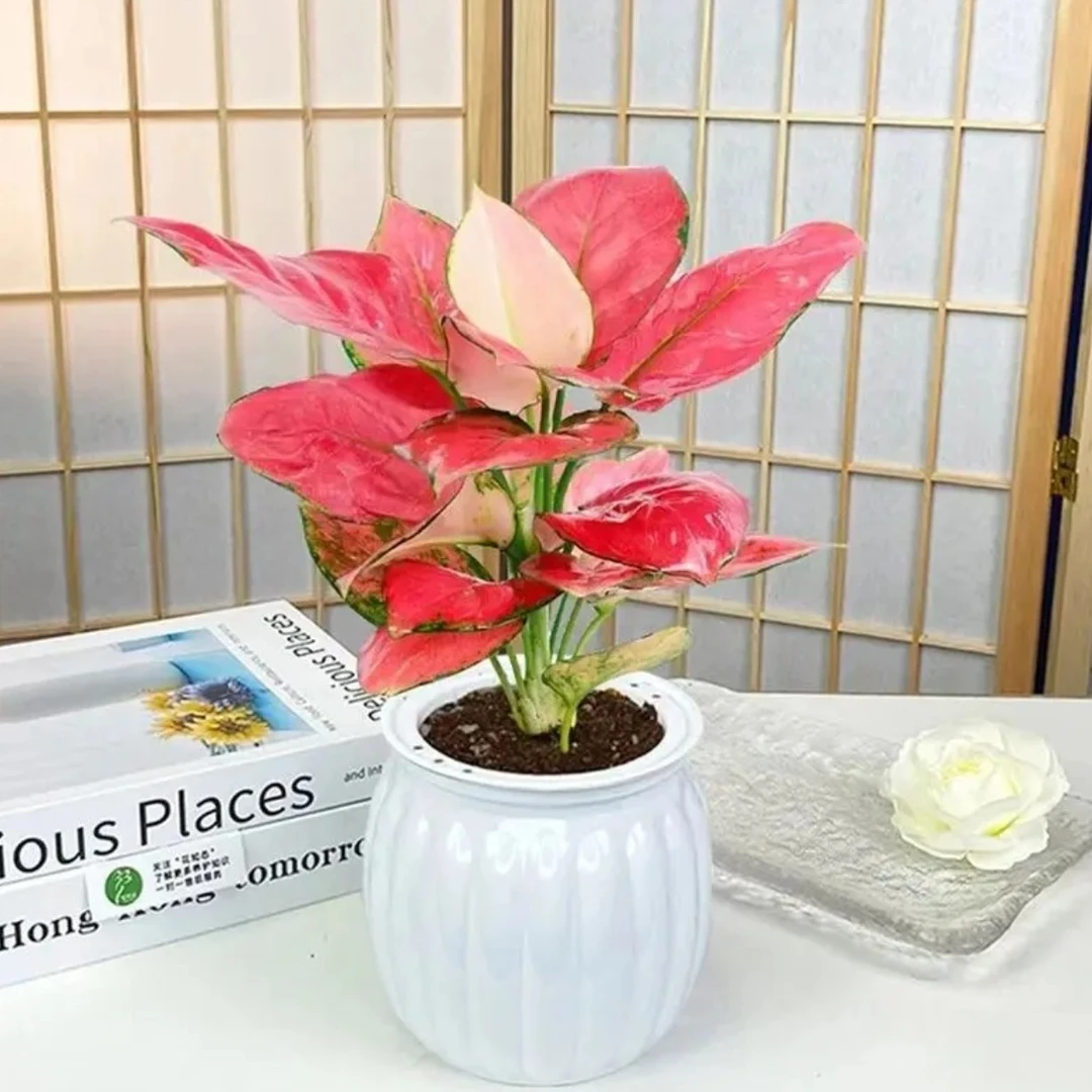 吉利红如意盆栽jj水培植物吸除甲醛好养四季易活