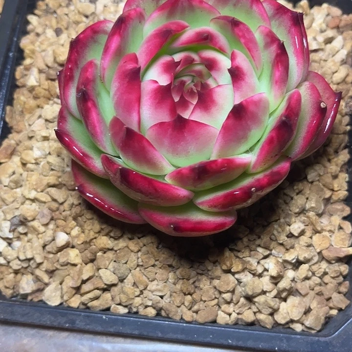 惊鸿仙子多肉植物03