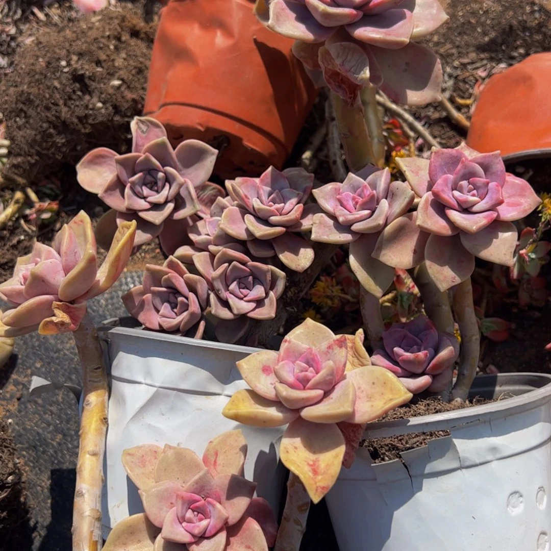 紫乐三盆多肉植物