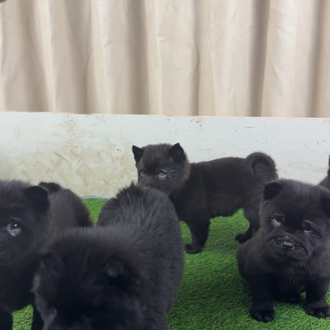 中亚牧羊犬五黑犬长毛公三叶草的狗狗