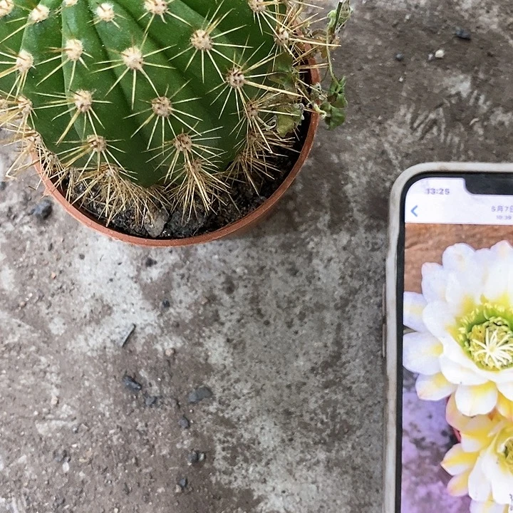 六月五毛花，4公分左右