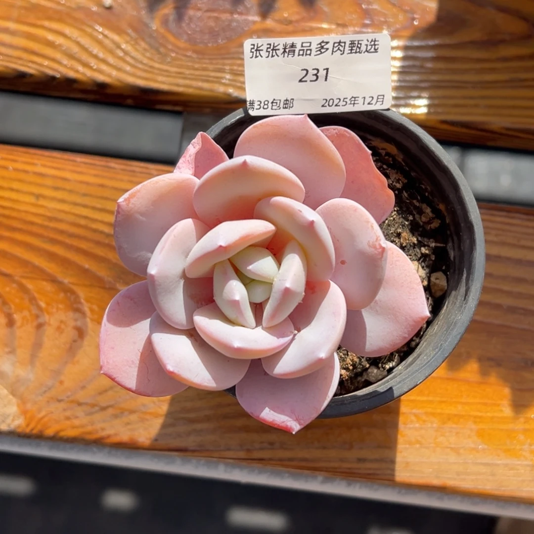 张张精品多肉甄选231