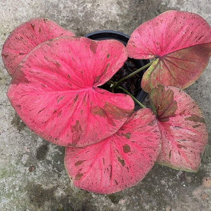 39-1113粉毒福利广东现货