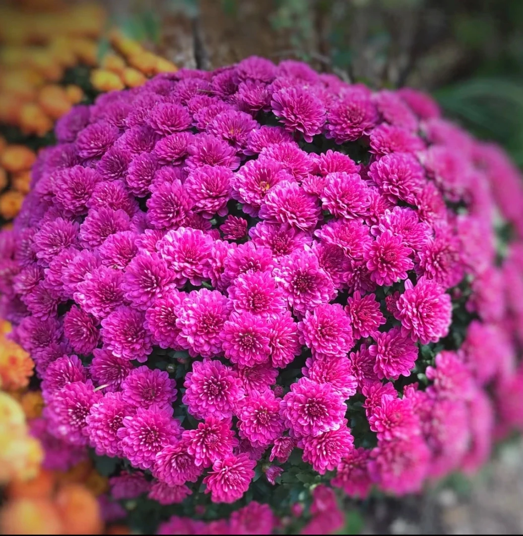 【万紫千红】球菊阳台庭院地栽盆栽表现很好耐寒耐热南北方皆可种植