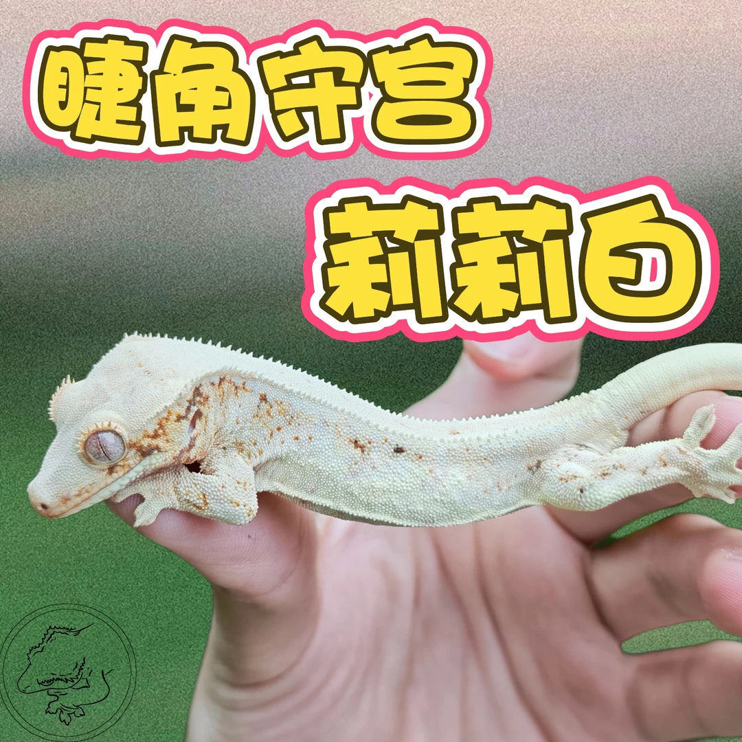 睫角守宫莉莉白活体r属爬宠懒人宠物适合新人