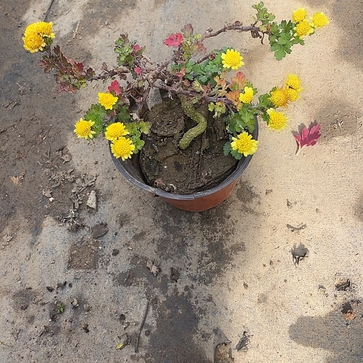 延***1完全开放25菊花菊花菊花家斤斤计较