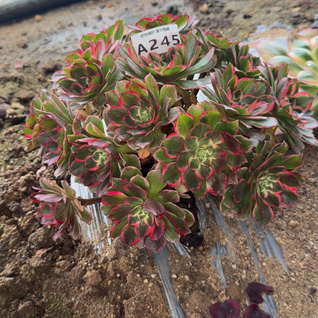 245高贵。多肉植物