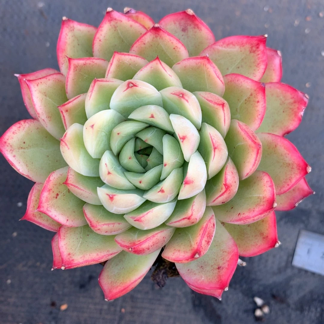 1168杂交精品基地10厘米