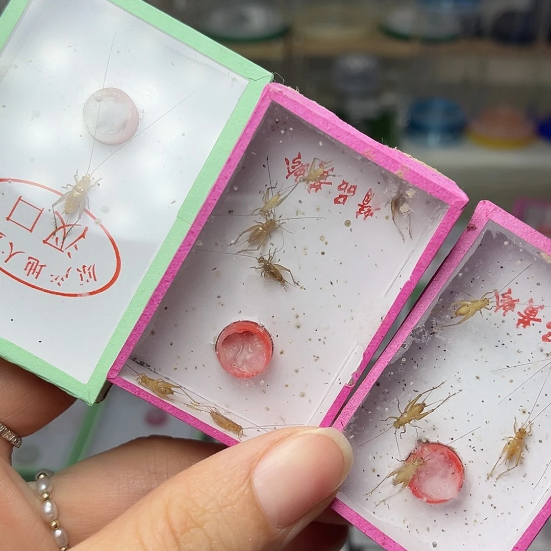 蚂蚁工坊大黄。 小黄。