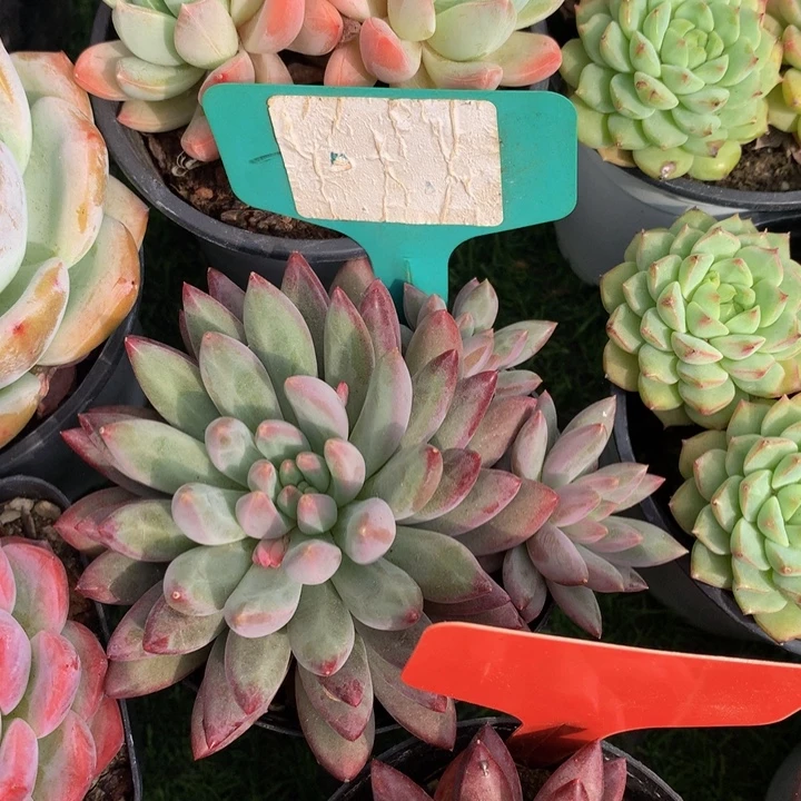 多替自己误62727273737