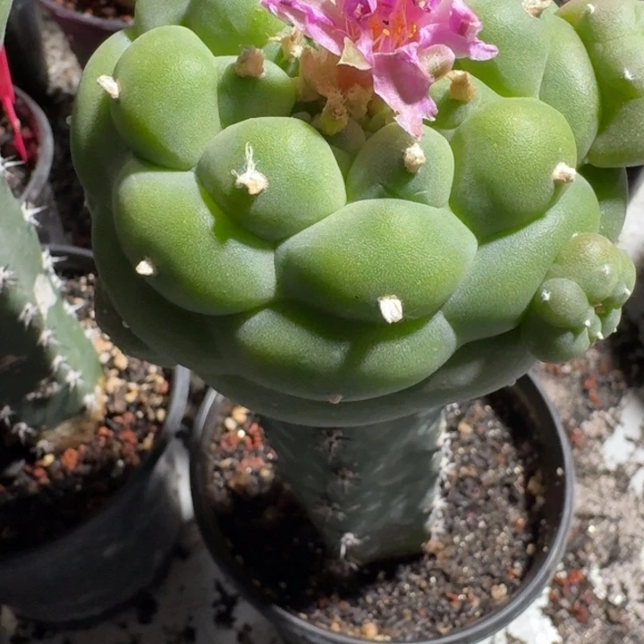 南*明捡漏仙人球仙人球