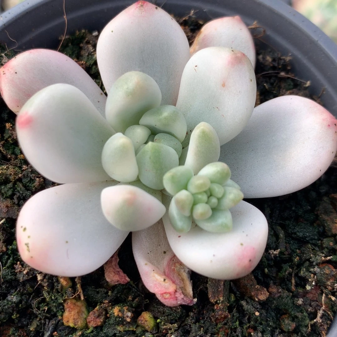 香格里拉j j j j j j j j l