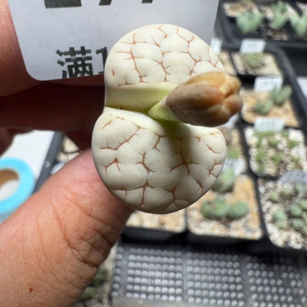 【闪购商品】 277。