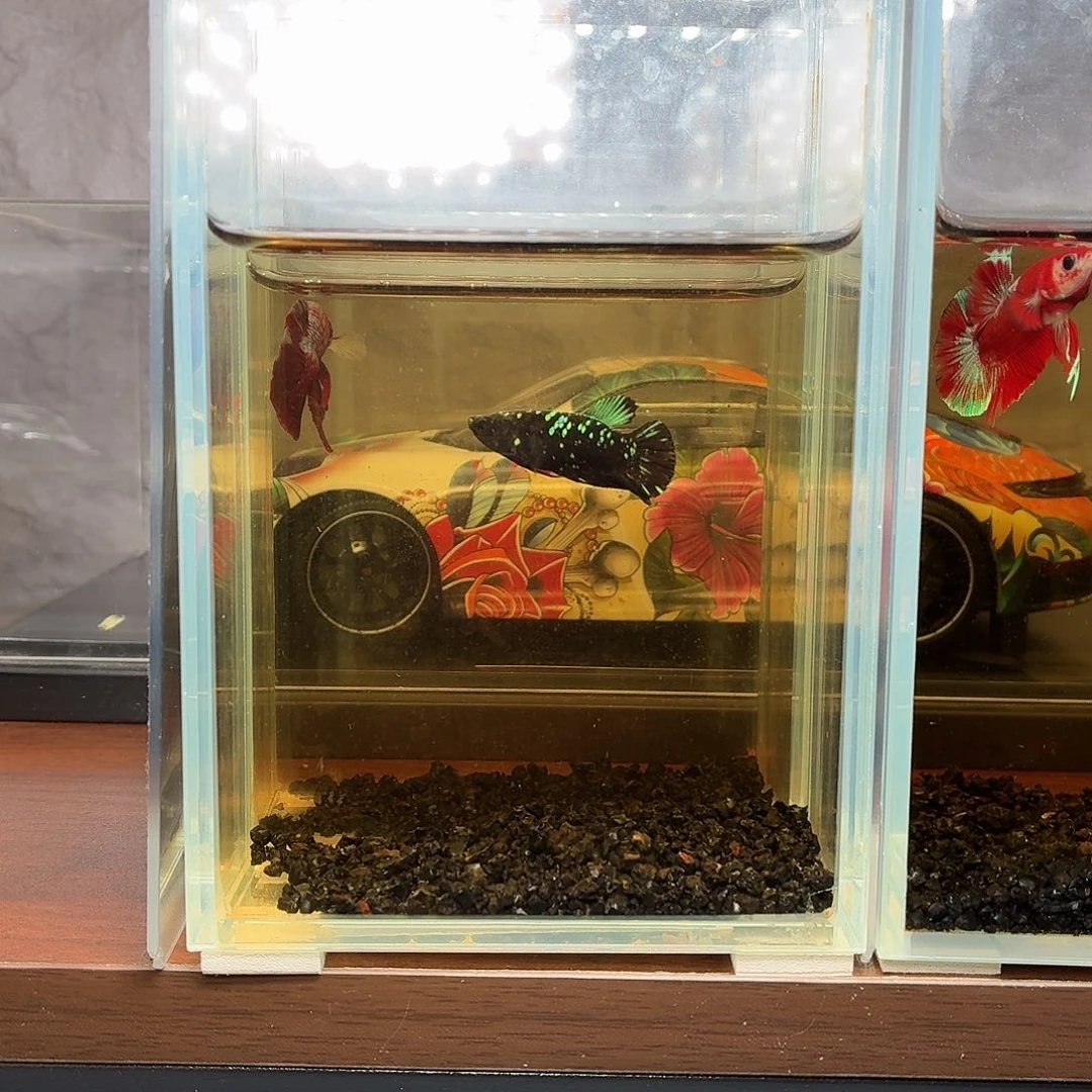 斗鱼暗黑将军母鱼