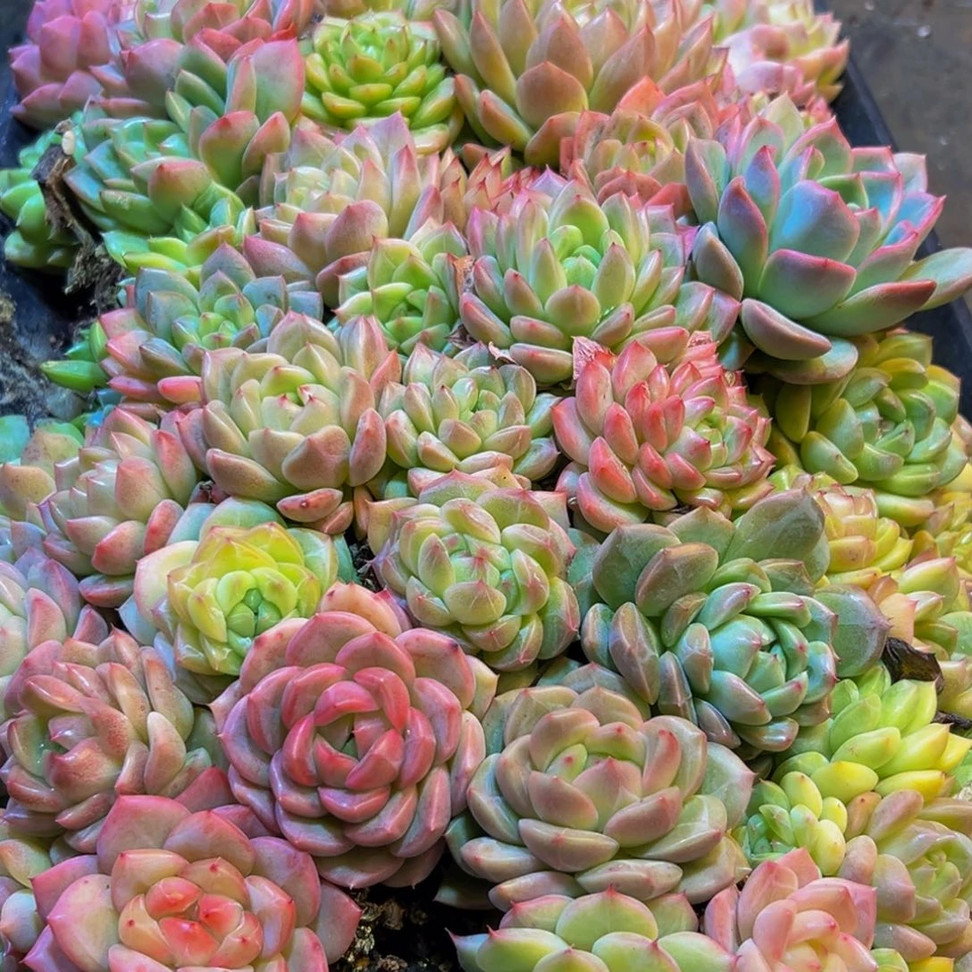 288多肉葡萄的味道是真的