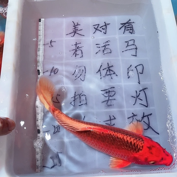 蝴蝶鲤鱼渔场直发57