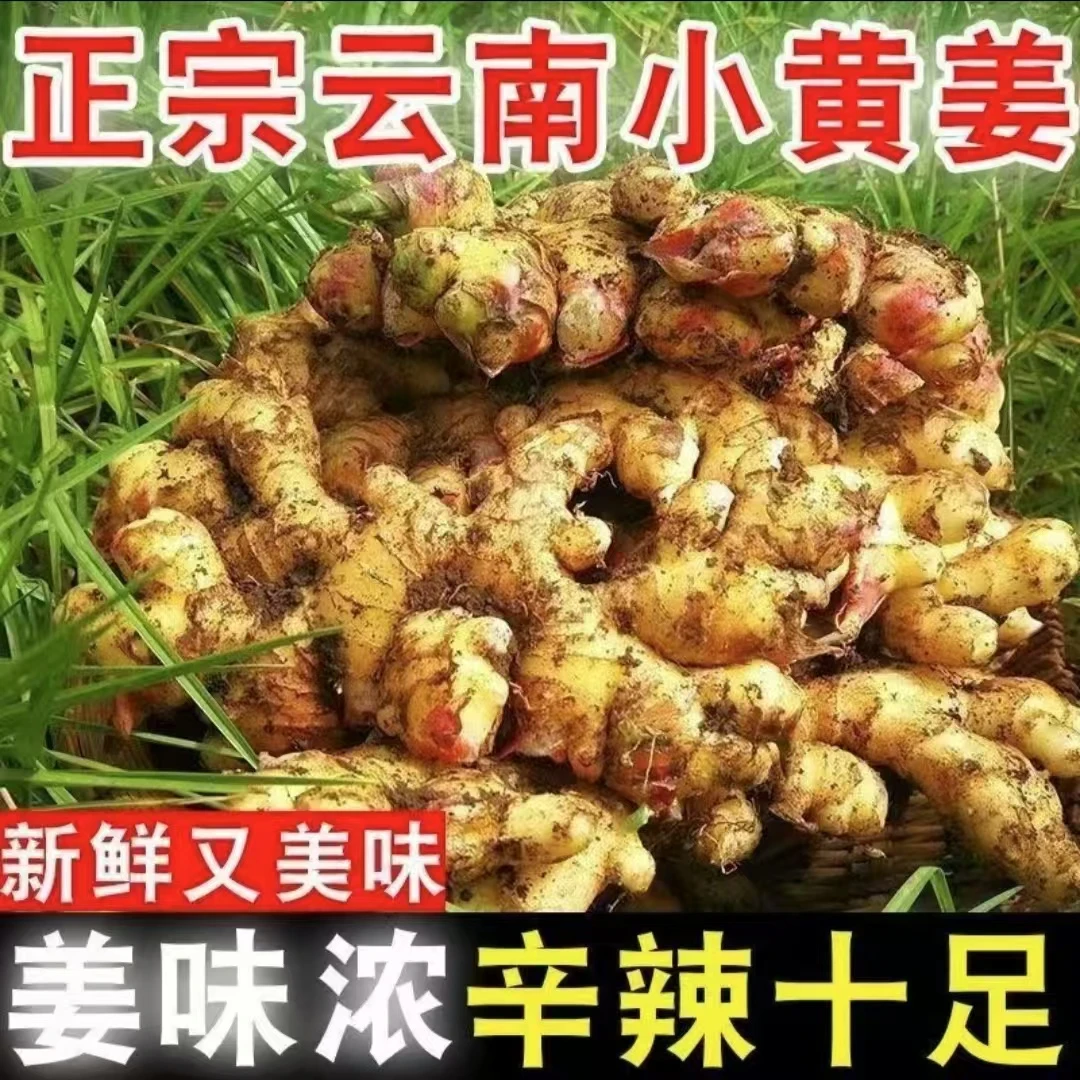 【云南小黄姜】香味浓郁辛辣够味新鲜现现挖生姜