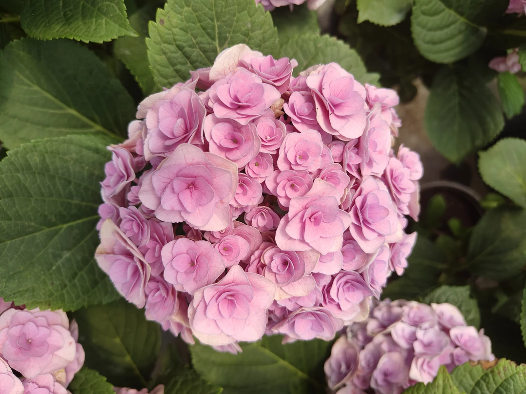 【青棵】大花绣球花 重瓣妖精之吻  原土原盆 庭院阳台 基地直发