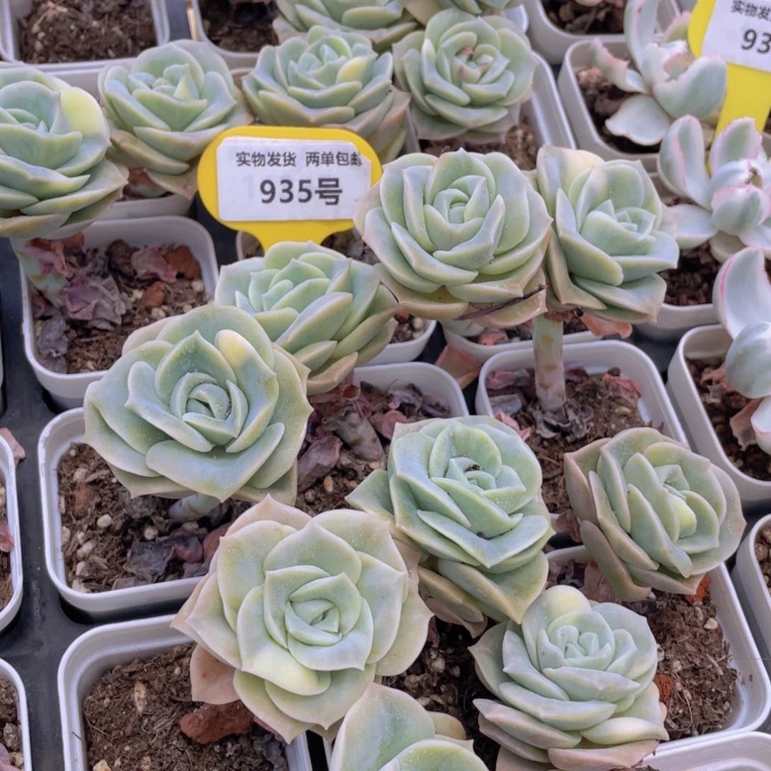 935号 开播福利可爱玫瑰单头带腿5个带盆土