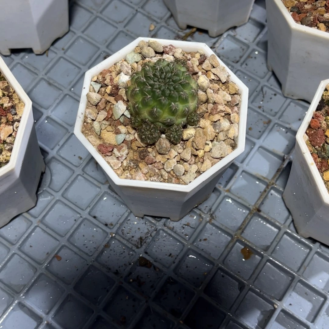 实生沟宝带盆发货