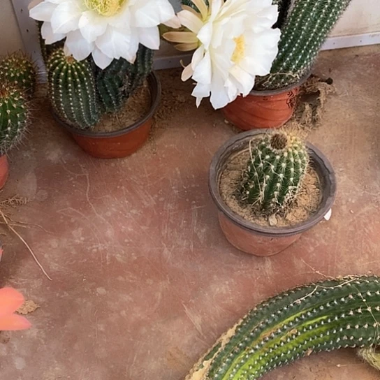 完全开放仙人球毛花柱开花