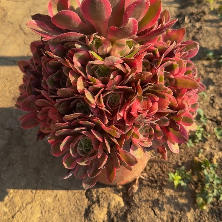 小*2992女巫到秋天。 多肉植物