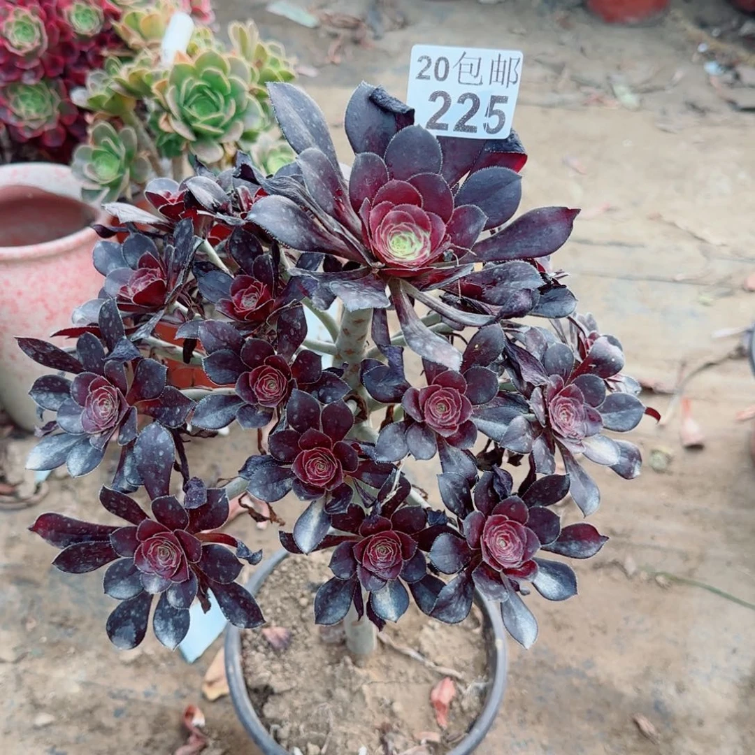 黑圆叶多肉225满20包邮断枝不包