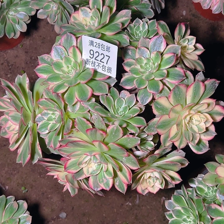 9227海仙多肉植物