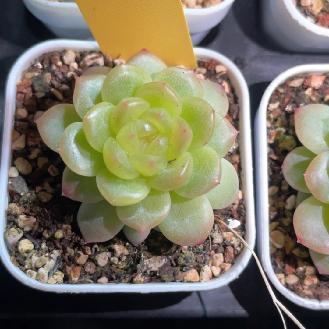 Z****c优选青提珍妮755